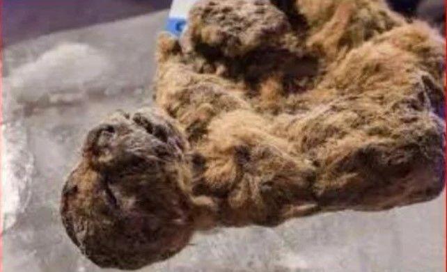 俄國人撿到一塊石頭！竟是「萬年不腐的滅絕物種」揭開真相…真的是歷史大發現！