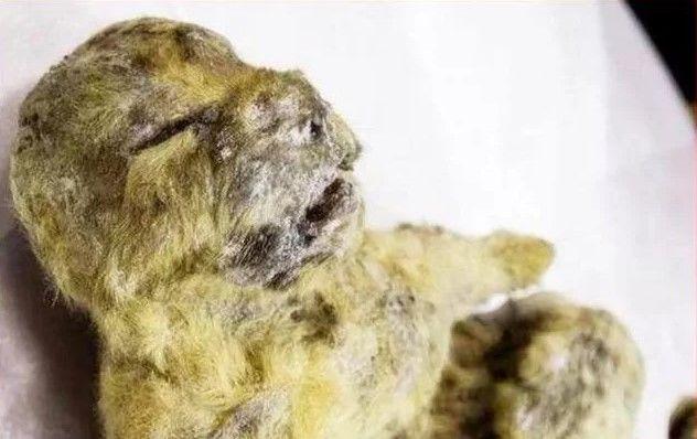俄國人撿到一塊石頭！竟是「萬年不腐的滅絕物種」揭開真相…真的是歷史大發現！