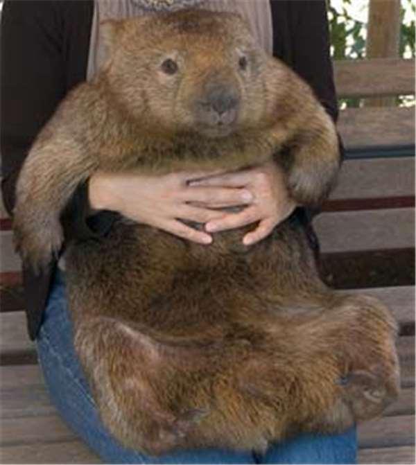 抱到手脱臼还是不放的「隐藏版澳洲国宝」!19只袋熊要给你爱的抱抱