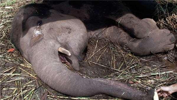 这群吃不饱的马来熊饿到肋骨清晰可见,为了讨生活只好「站起来」向