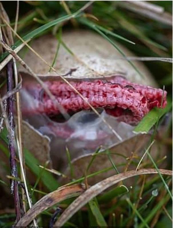 长得像章鱼散发出腐肉味「根本异形降临」原来是这种东西:长知识!